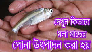 মলা মাছ চাষ, আধুনিক পদ্ধতিতে মলা মাছ চাষ, মলা মাছ, mola fish, মলা মাছের পোনা, মাছ চাষ, মাছ, fish,