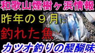 09-03　煙樹ケ浜釣り情報・特別編