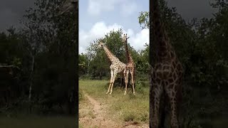 Young Playful Giraffes Tiff under Trees || ViralHog