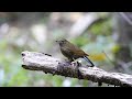 white tailed robin