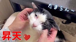 ママのマッサージで昇天する猫。その方法がこちら…意外な顔がみれます