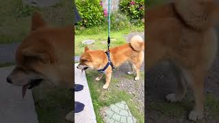 靴を噛む柴犬 #shorts