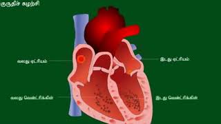 Blood circulation இதயத்தில் ரத்தம் எவ்வாறு நம் ஊடலில் சுத்தப்படுத்துகிறது என்று பாருங்கள்