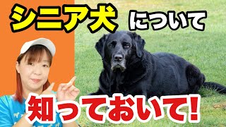 【犬　シニア】愛犬がシニア犬になる前にやって欲しい！知っておいてほしいこと