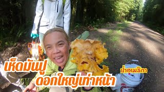 เก็บเห็ดอย่างมันส์|Wild Mushroom เก็บเห็ดมันปูรอบที่3|เก็บได้เยอะมาก|ชีวิตสนุกๆในอเมริกา|IFLYROMเด้อ