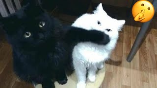 Try Not To Laugh 🤣 New Funny Cats  😹 - MeowFunny Part 28