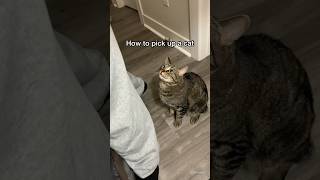 How to pick up a cat (the RIGHT way) #shorts