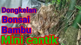 mbolang bambu unik untuk bonsai (@sakpri) #bambuunik #bonsaibambu #bambu