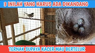 3 INILAH YANG HARUS ADA DIKANDANG SAAT BETERNAK BURUNG KACER