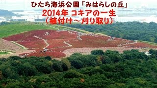 ひたち海浜公園「みはらしの丘」　2014年・コキアの一生