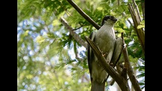 オオタカの巣で幼鳥の育ちを確認した