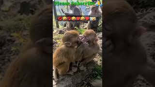 Look monkeys kissing each other, #short#monkey