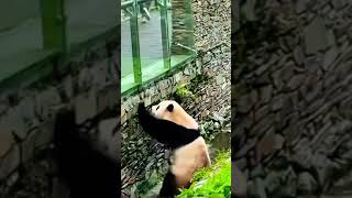 姜爷爷来中国看福宝了😍 #panda #cute #animals #funny #fubao #cutepanda