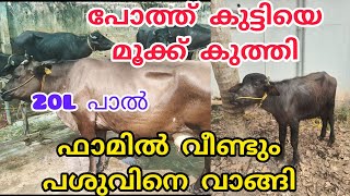 ഫാമിൽ കോളിറ്റി പശുക്കൾ വന്നിട്ടുണ്ട് #anwarkeralapothvalarthal #anwarvlogs #farmingvlog #pothvideo