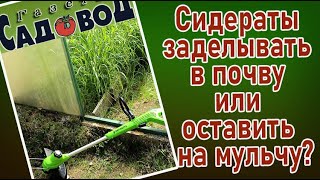 Сидераты заделывать в почву или оставить на мульчу?