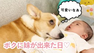 一人っ子だったワンコに妹が出来た日♡ 共に成長していくふたりの毎日