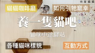 貓咪咖啡廳｜貓咪中途之家｜養一隻貓吧｜貓奴的天堂｜坐一下午也不嫌膩｜近距離和貓咪互動｜領養貓咪可以去的地方｜可愛又療癒｜Cat Café