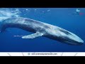 bigger than blue whale ലോകത്തിലെ ഏറ്റവും ഭാരമേറിയ ജീവി പെറുസെറ്റസ് കൊളോസസ്