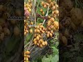 amazing forest fruit harvesting sweet fruit forest youtube shortvideo