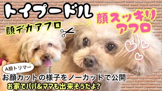 こんなことを考えながら切ってますw これを見ればアフロのオーダーも怖くない⁉️トイプードルカット セルフトリミング すっきりアフロスタイル！