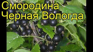 Смородина черная Вологда. Краткий обзор, описание характеристик ribes nigrum Vologda