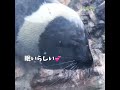 クラカケアザラシ 2018 05 04