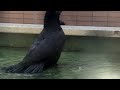 カラスの行水・crow bathing