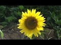 pollination process sunflower and bee