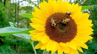 Pollination Process Sunflower and Bee