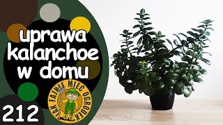 #212 Jak pielęgnować kalanchoe \