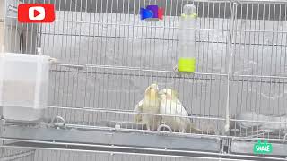 آواز خواندن عروس هلندی  😍 (Cockatiel Beautiful) Cockatiel Singing