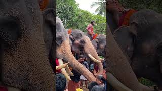 Aanayoottu | Cheeramkulam Bhagavathi Temple | ആനയൂട്ട് | ചീരംകുളം ഭഗവതി ക്ഷേത്രം