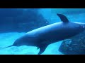 baby dolphins at port of nagoya public aquarium 2021.11.23