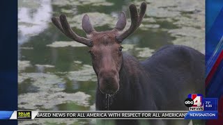 See a moose on the hiking trail? Here’s what to do