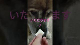 お手とハイタッチが完璧な犬のムーちゃん