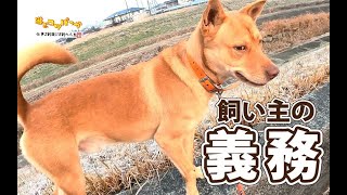 [Hunting dog] Owner's duties #hunting dog #boar hunting #dog #dog video #hunting