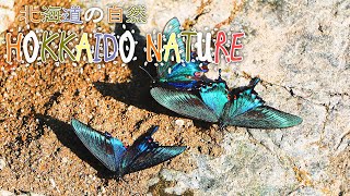 北海道の自然【HOKKAIDO NATURE】＃３　雛‐ニホンアマガエル‐マルハナバチ‐コエゾゼミ‐ノコギリクワガタ‐サカハチチョウ‐カラスアゲハ