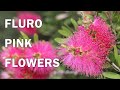 Fluro Burst™ - Callistemon