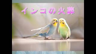 インコの火葬福岡市西区ペット霊園【ばんれいパーク】夜間対応可