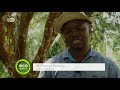 the search for sustainable palm oil dw english