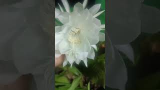 ଜଗନ୍ନାଥ ତୁମେ ପରମ୍ ବ୍ରହ୍ମ# odia Bhajan #odiavlog #brahmkamal flower#viralvideo