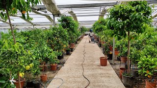 600 Citrus Varieties in one Greenhouse - Agrumi Lenzi Nursery, Tuscany, Italy