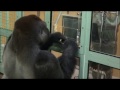 京都市動物園・ゴリラのお勉強（gorilla kyoto city zoo）