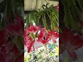 pink christmas cactus flower trending viralvideo shorts youtubeshorts gardening