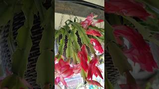 Pink Christmas cactus flower #trending #viralvideo #shorts #youtubeshorts #gardening