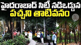 హైదరాబాద్ నడి ఒడ్డున పచ్చని తాటివనం | Malakpet Park | Eagle Media Works