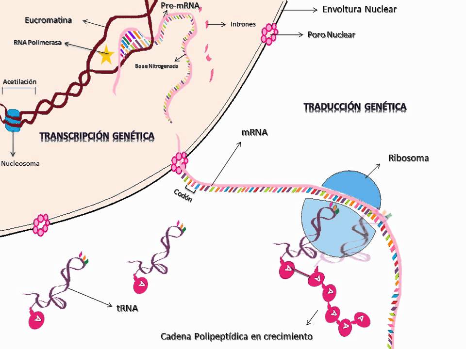 ESQUEMA 3 (Sintesis De Proteina).wmv - YouTube