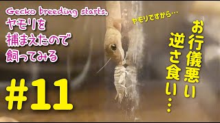 ヤモリを捕まえたので飼ってみる＃11「逆さでも上手に食べるよ」