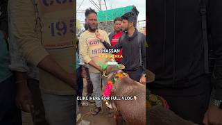 KARNATAKA SHEEP MARKET HASSAN #bakrid2024 #sheepmarket