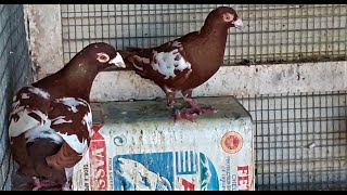 MEULEMANS RACING PIGEONS FARMA PIGEONS IN THE BACKYARD-Thlemaxos Pol_Farma Skydra